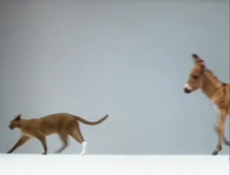 RSPCA.png
