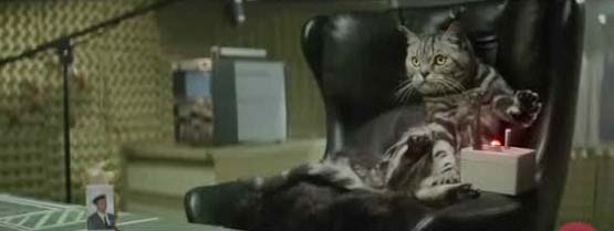 Catnapped2.jpg