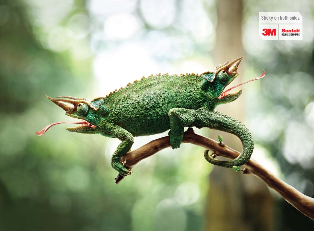 Chameleon.jpg