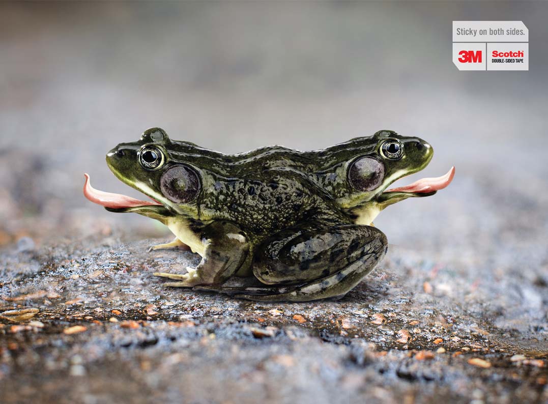 Frog.jpg