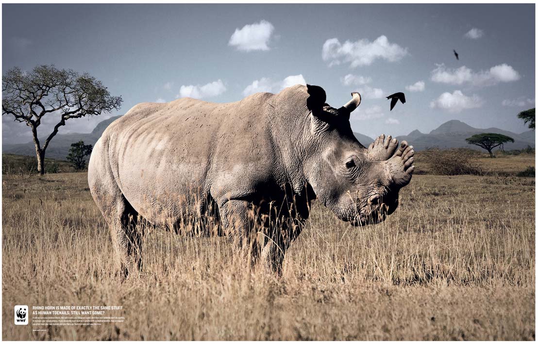Rhino Horn_Toenails_s.jpg
