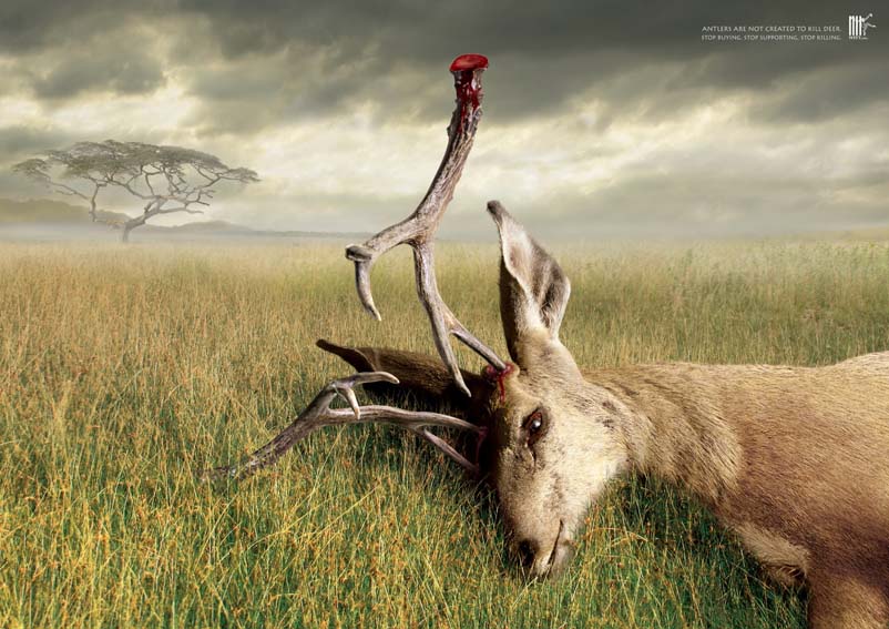 Antlers.jpg