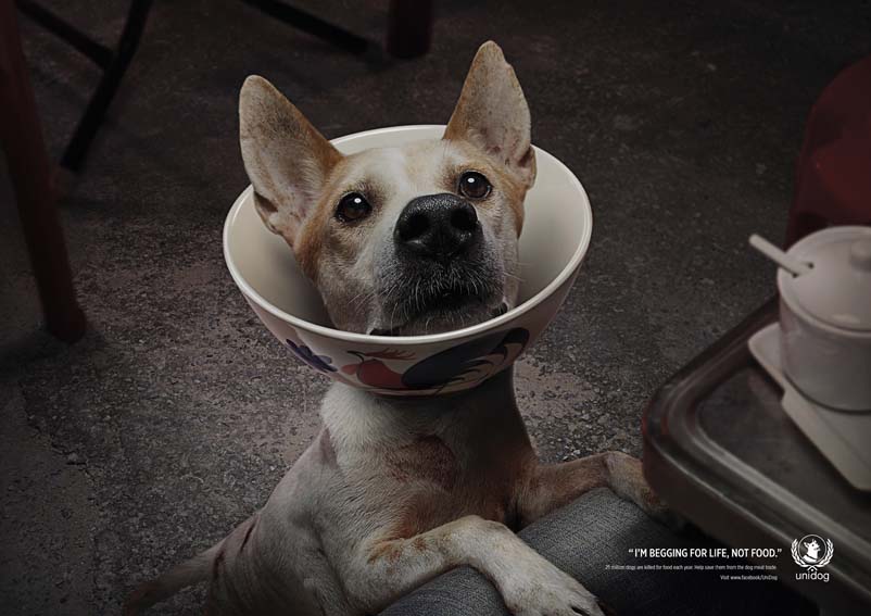 AW_Dog Bowl 01-RGB-72DPI.jpg