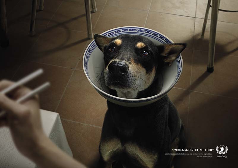 AW_Dog Bowl 02-RGB-72DPI.jpg