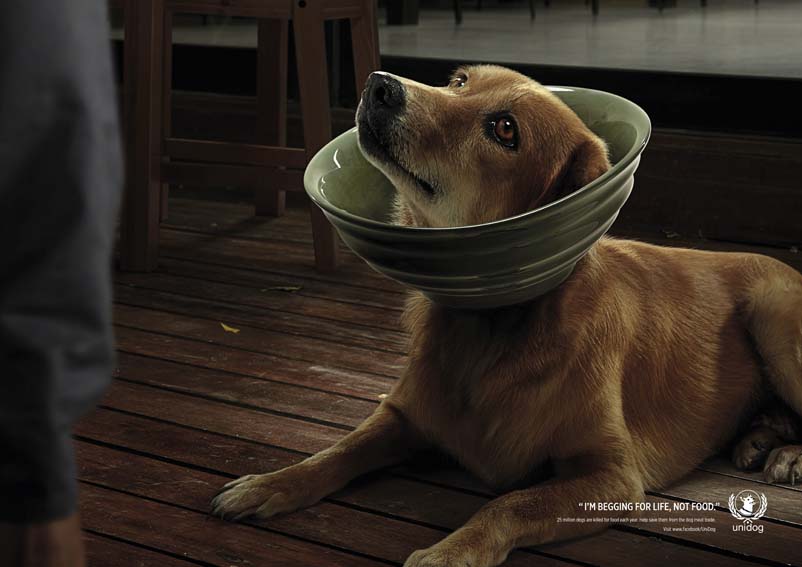 AW_Dog Bowl 03-RGB-72DPI.jpg