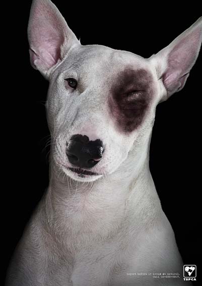 Dog Abuse_Bruise_Bull Terrier_sm.jpg