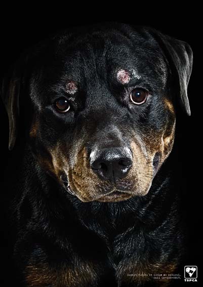 Dog Abuse_Cigarette Burn_Rottweiler_sm.jpg