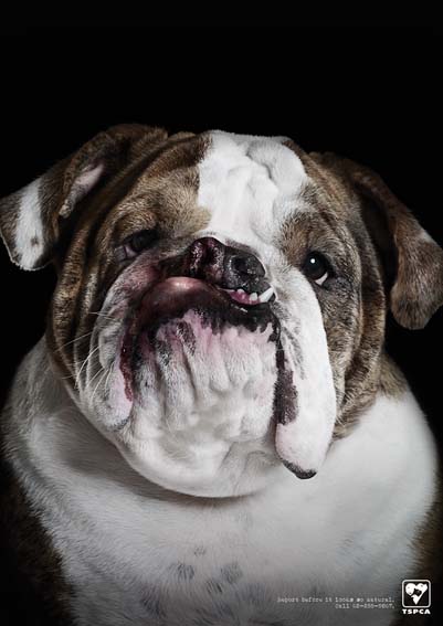 Dog Abuse_Fat Lip_Bulldog_sm.jpg