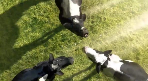 Cows.jpg