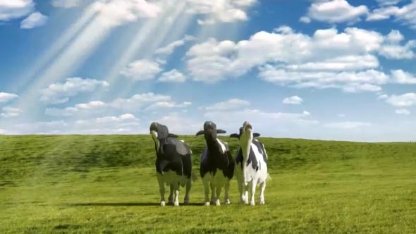 Cows2.jpg