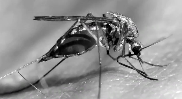 Dengue2.jpg