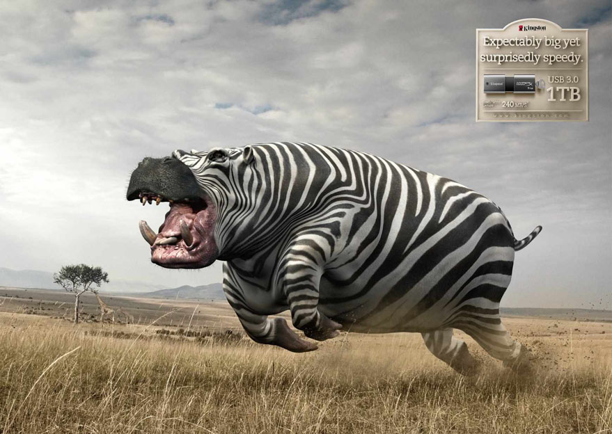 Hippo-Zebra.jpg