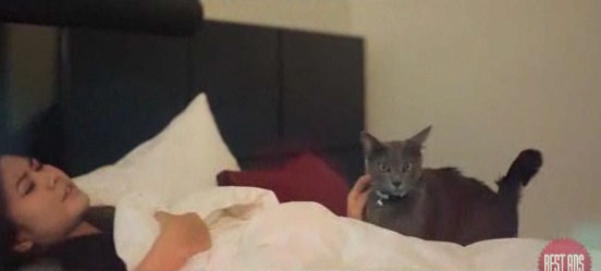 Sheba.jpg
