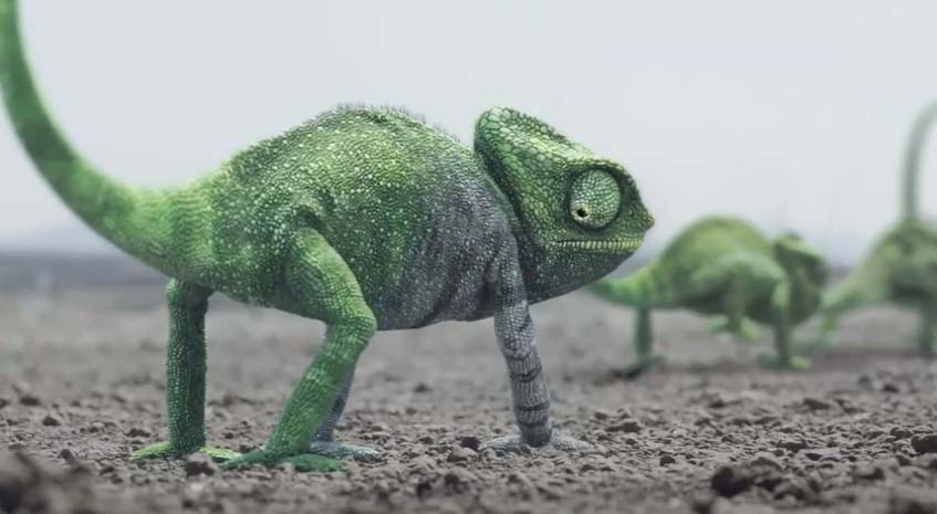Jetta_Chameleon_1.jpg