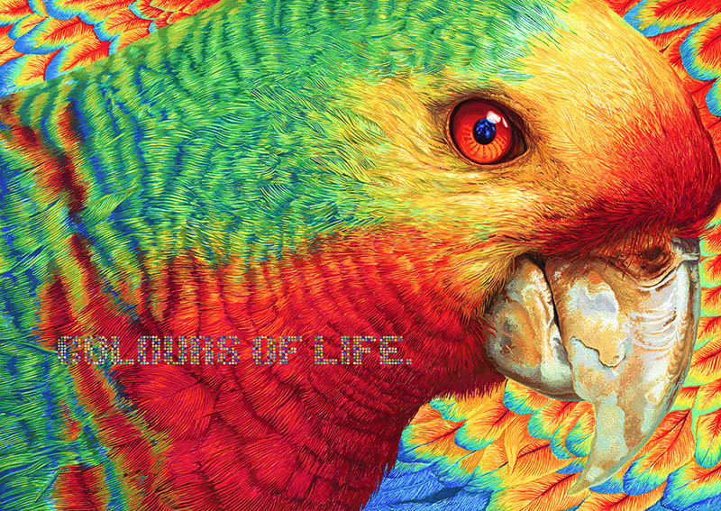 TURNER_COLOURS OF LIFE_Bird.jpg