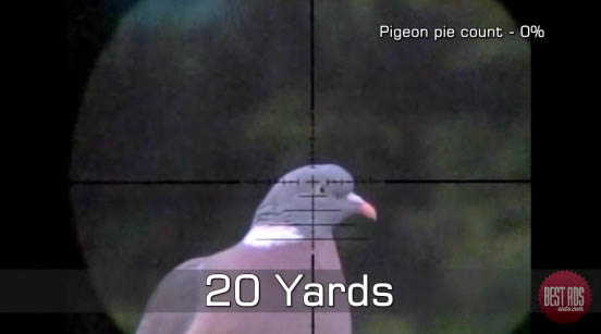 Pigeon.jpg