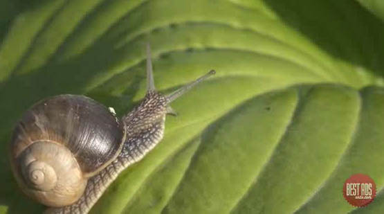 Absolut Vodka Snail.jpg