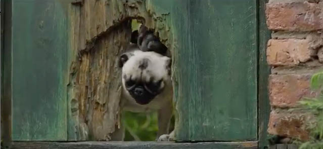VF Pug 2.jpg