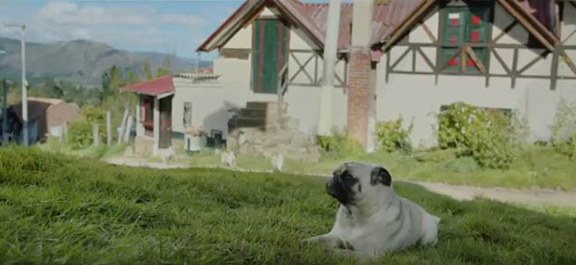 VF Pug 3.jpg