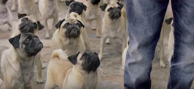 VF Pug5.jpg