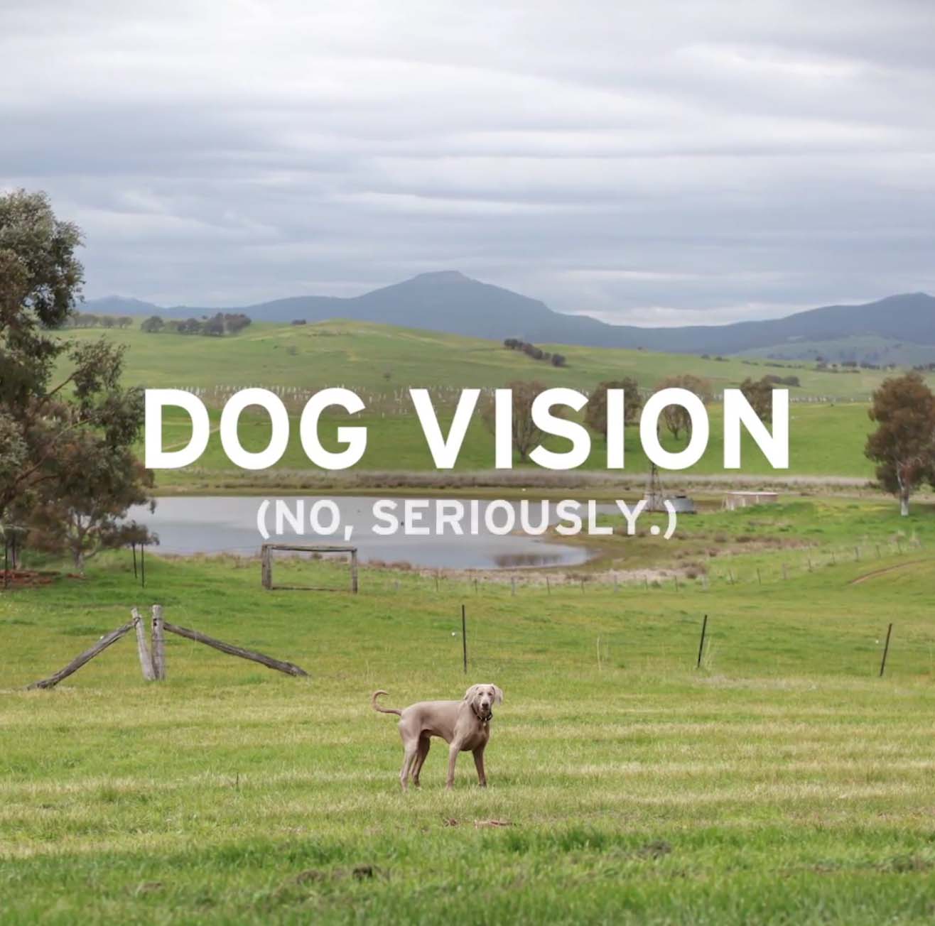 DOG-VISION-1.jpg
