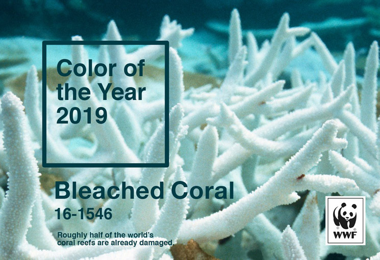 Bleached Coral_WWF.jpg