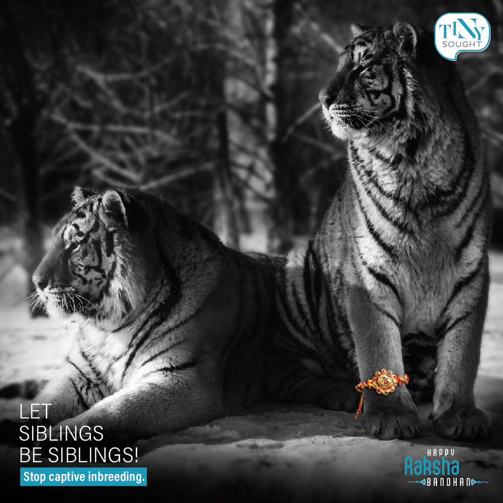 TinyTall Creative India integrates Raksha Bandhan and the Captive Inbreeding issue
