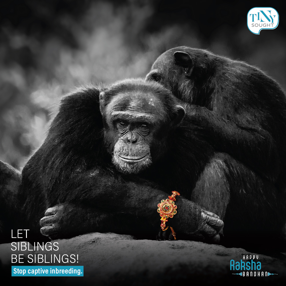 TinyTall Creative India integrates Raksha Bandhan and the Captive Inbreeding issue