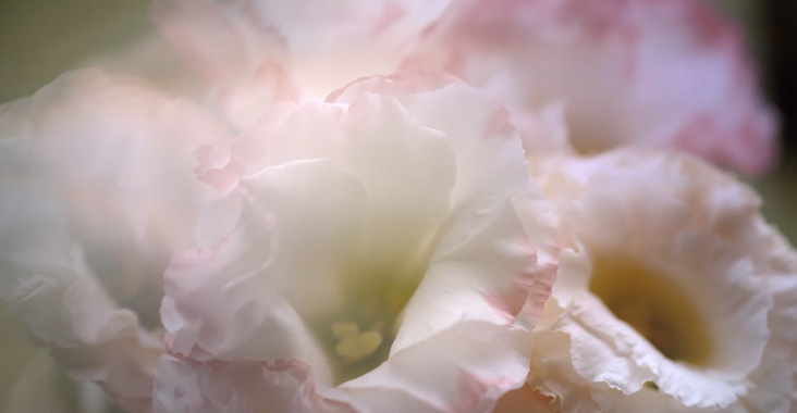Sweetshop Shanghai creates a unique film which vividly brings to life the intoxicating experience of real botanicals