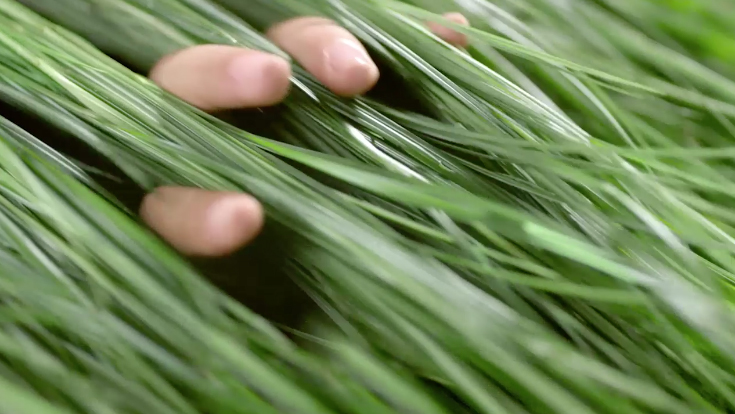 Follow the making of Sweetshop Shanghai’s multi-sensory film for Herbal Essences Botanics