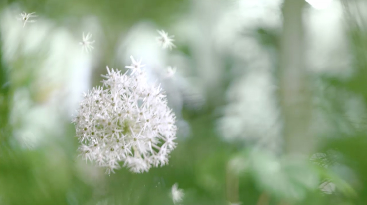 Follow the making of Sweetshop Shanghai’s multi-sensory film for Herbal Essences Botanics