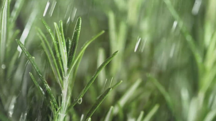 Follow the making of Sweetshop Shanghai’s multi-sensory film for Herbal Essences Botanics