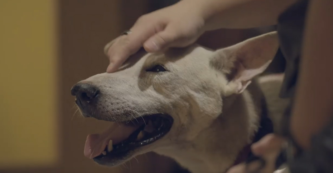 Edelman Singapore and CAS launch the perfect voiceovers film to increase understanding and adoption rates of local shelter dogs
