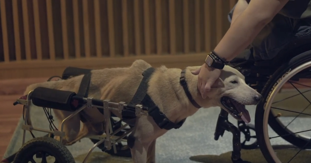 Edelman Singapore and CAS launch the perfect voiceovers film to increase understanding and adoption rates of local shelter dogs