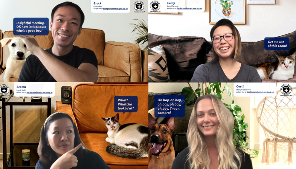 SPCA Singapore and Forsman&Bodenfors turn virtual backgrounds into virtual homes for shelter animals