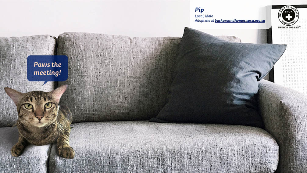 SPCA Singapore and Forsman&Bodenfors turn virtual backgrounds into virtual homes for shelter animals