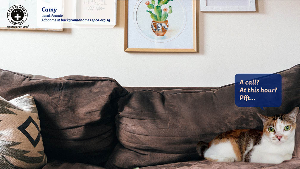 SPCA Singapore and Forsman&Bodenfors turn virtual backgrounds into virtual homes for shelter animals