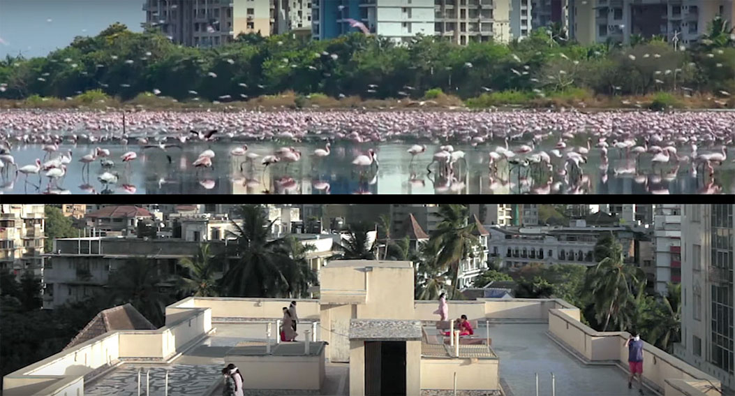 McCann Bangalore promotes the freedom of every living species for WWF India