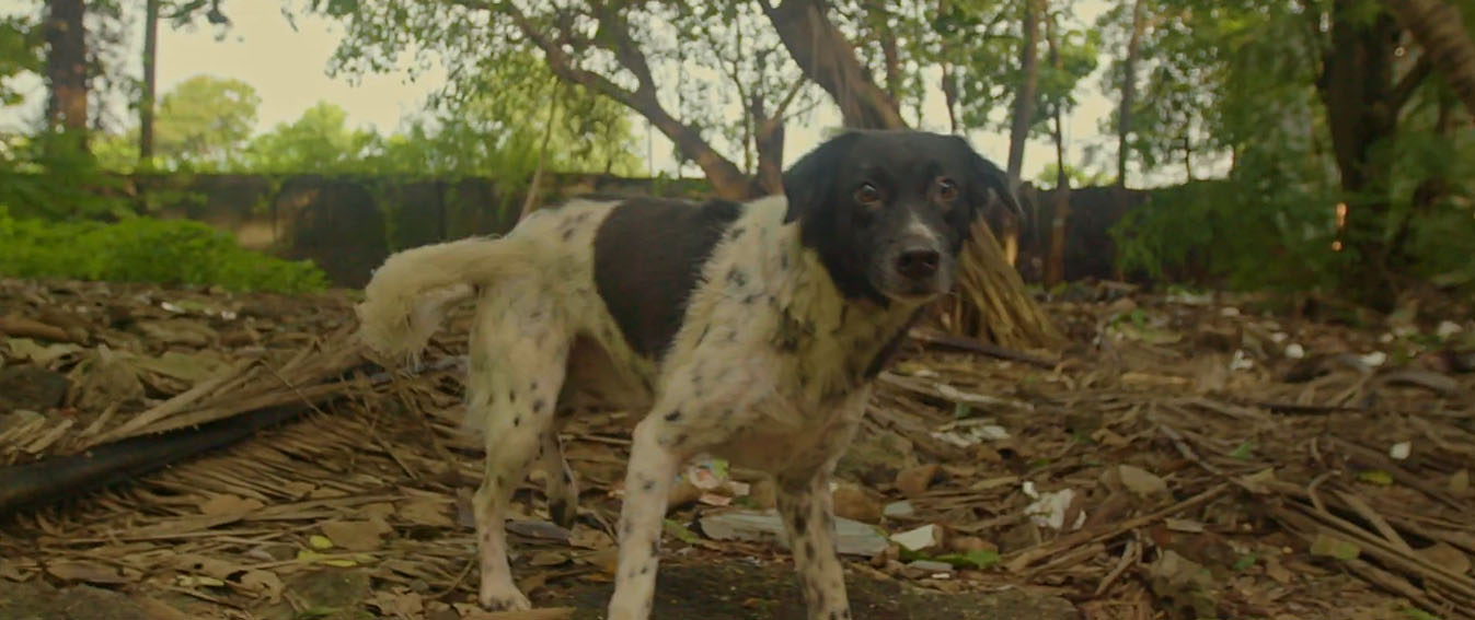 The Welfare Of Stray Dogs invites you to Adopt an Indie in new work via Another Idea India