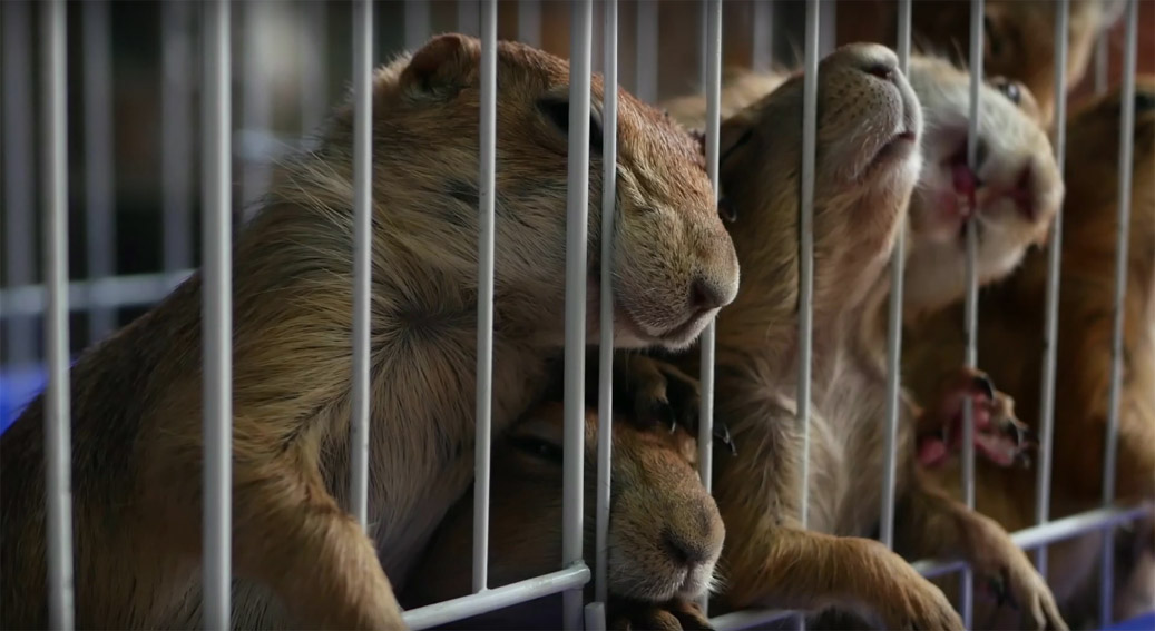 McCann Worldgroup Bangalore focuses on a different pandemic in this ‘The Ultimate Vaccine’ campaign for WWF India