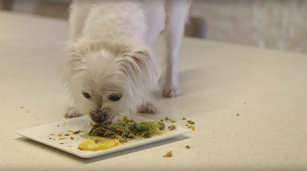 Chef Justin Quek cooks up a 3 course meal for humans using Furry’s Kitchen dog food via Ogilvy Singapore
