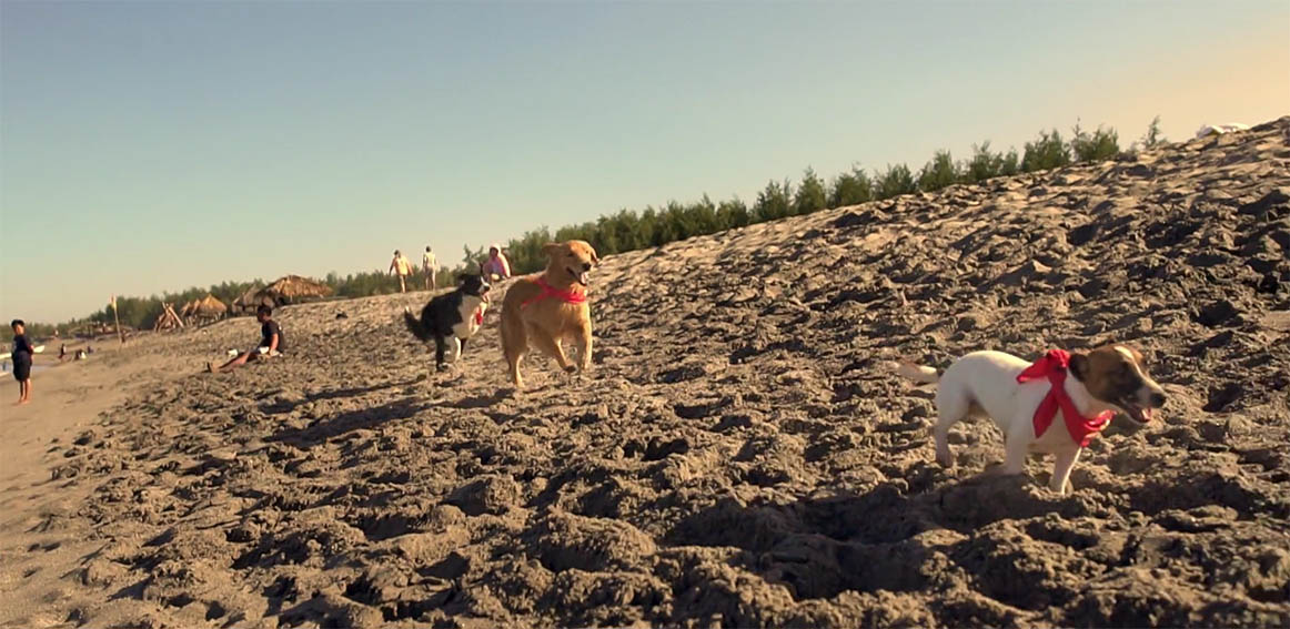 Wunderman Thompson Hong Kong releases dogs to detect beachgoers not using sunscreen in activation for Human Nature