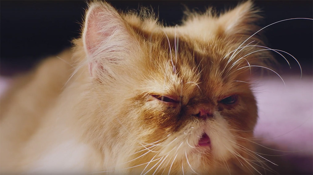 Cats star in new F5 Shanghai campaign to draw attention to the Midea Cube dehumidifier
