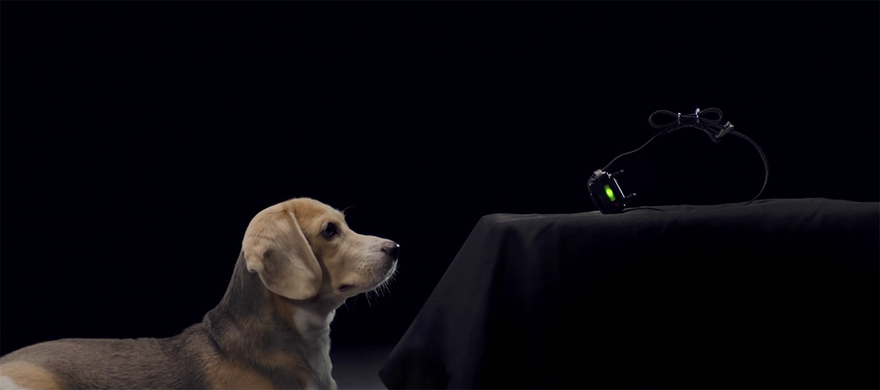 Forsman & Bodenfors Singapore teams up with SPCA and the nation’s strongest to show the uncomfortable truth of shock collars