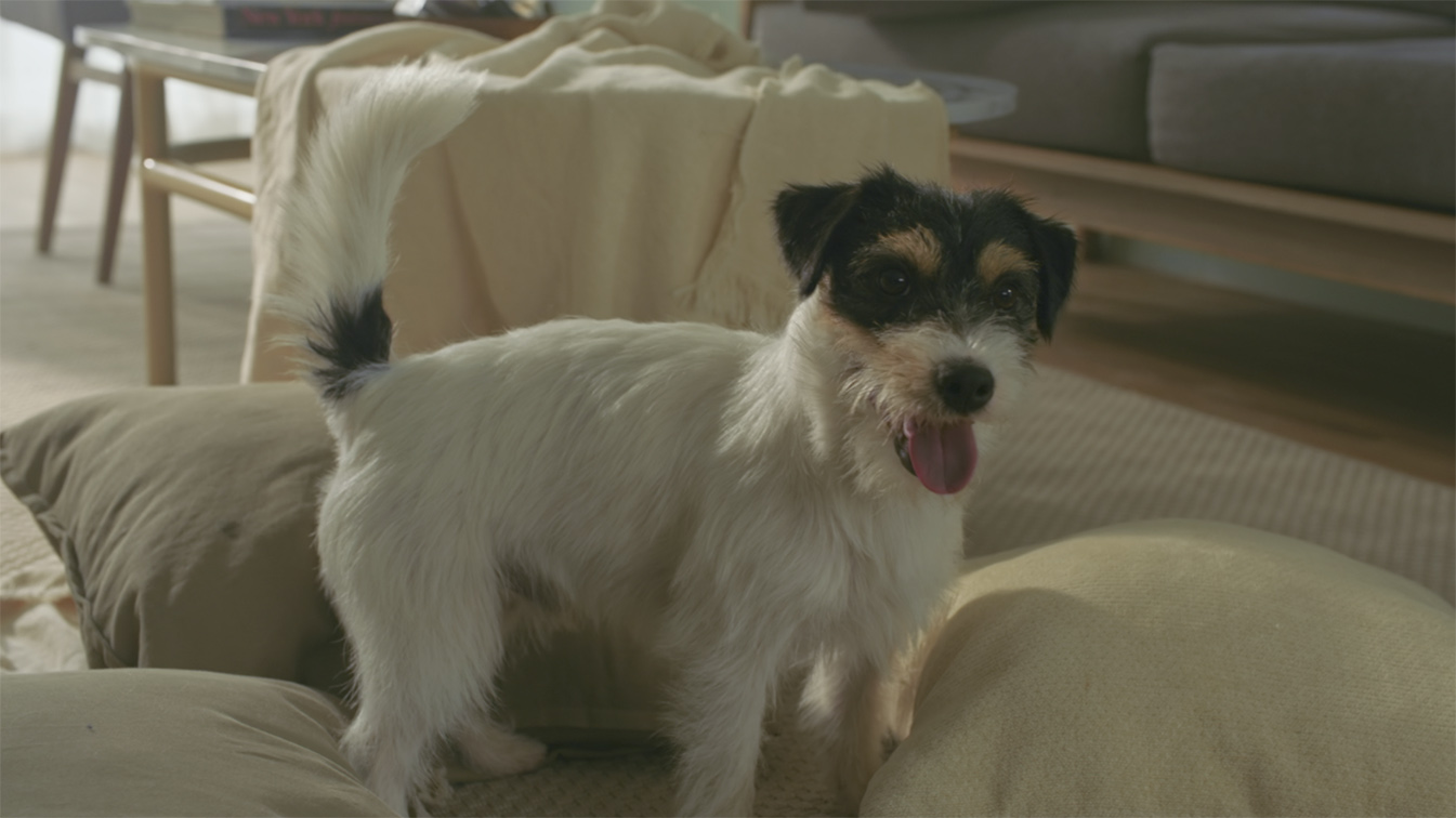 Wolf BKK Thailand and AP THAI’s new film exposes what your dog gets up to when you’re not there