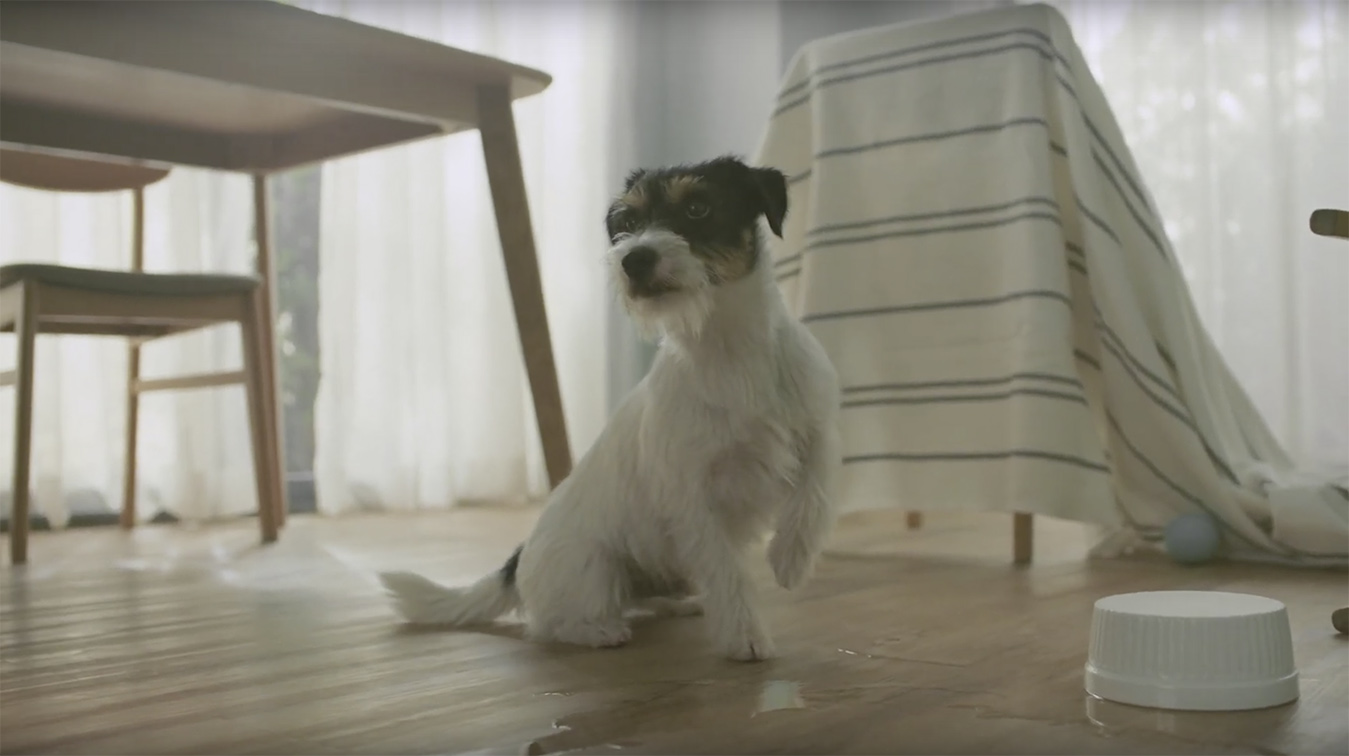 Wolf BKK Thailand and AP THAI’s new film exposes what your dog gets up to when you’re not there