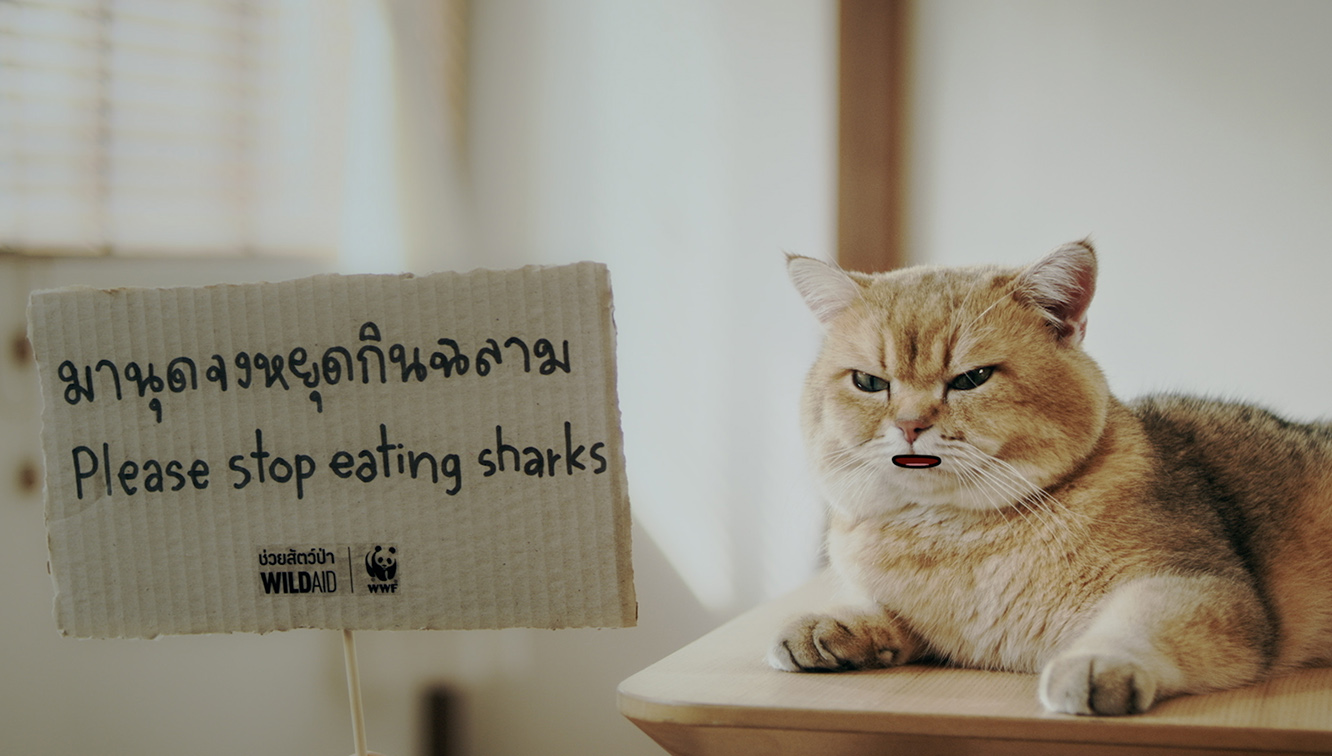 WildAid and WWF Thailand enlist cats as advocates for sharks in new digital campaign