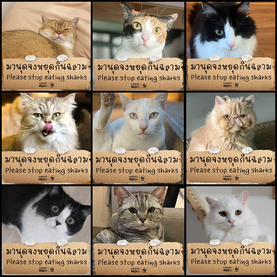 WildAid and WWF Thailand enlist cats as advocates for sharks in new digital campaign