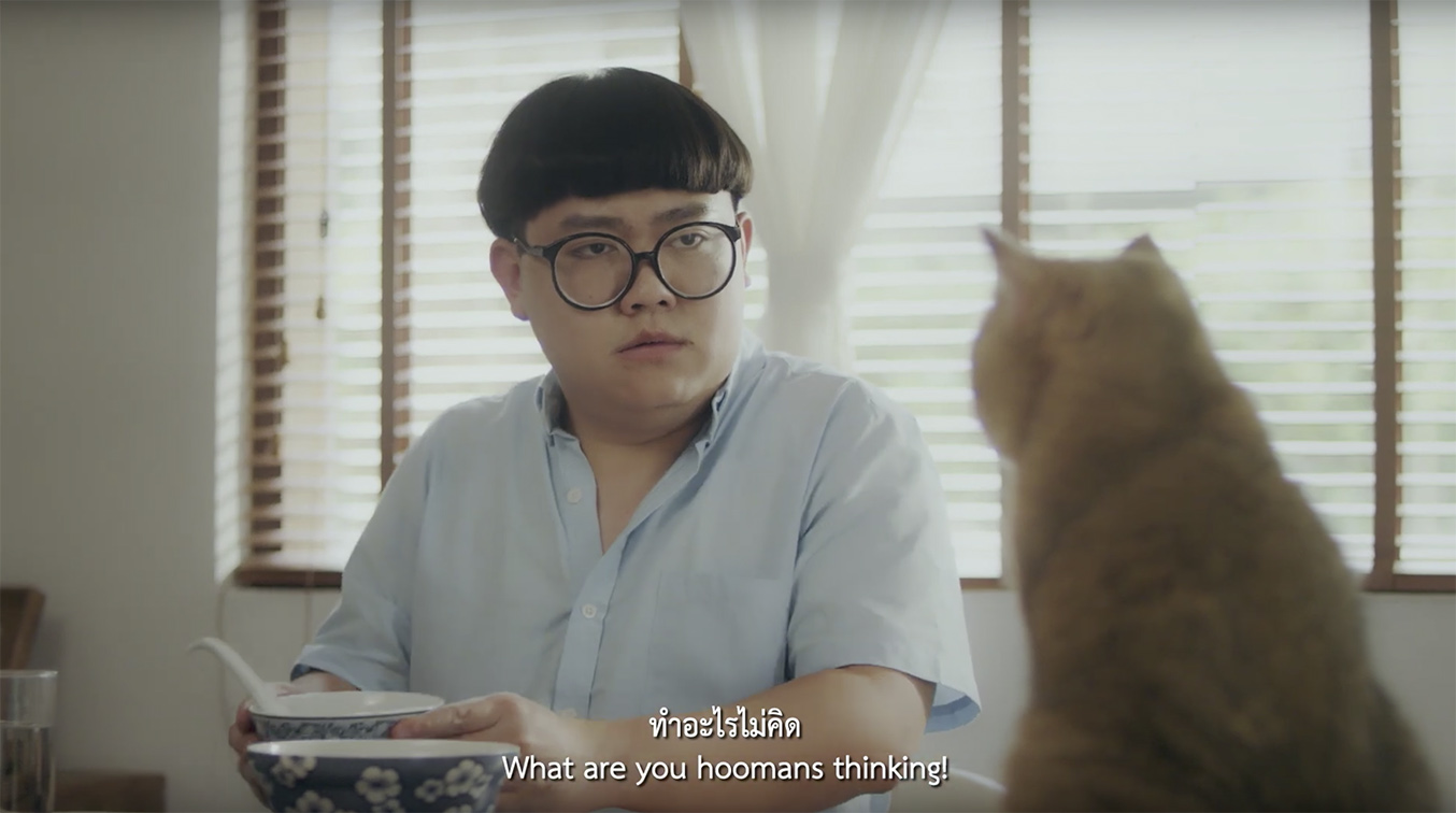WildAid and WWF Thailand enlist cats as advocates for sharks in new digital campaign