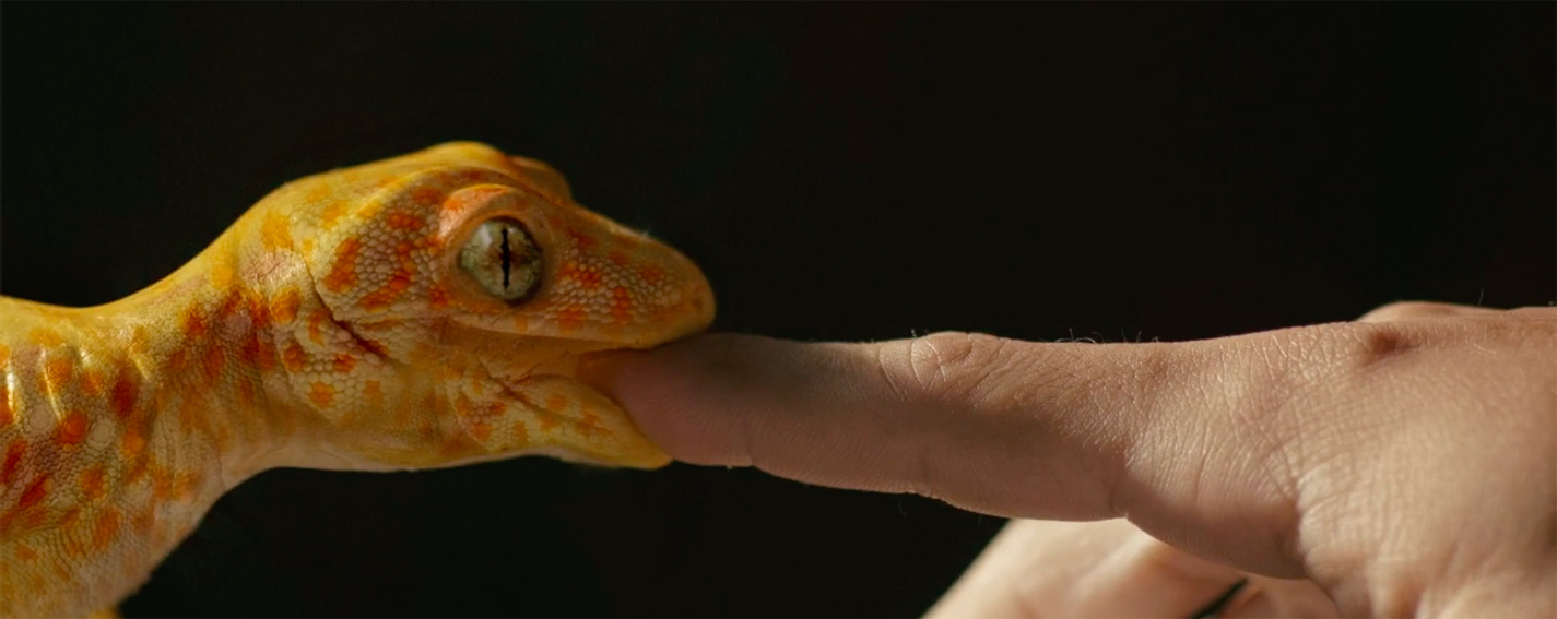 A gecko’s bite launches Weber Superglue Man on the Thailand market via new YELL BKK campaign